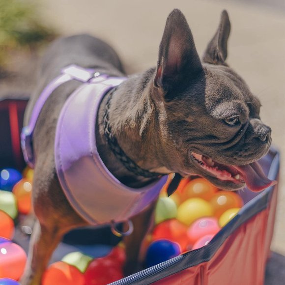 PETsRUS Premium No Pull Dog Harness 2 Leash Clips Purple Lavender Neoprene - Picture 5 of 9